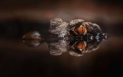 Ces crocodiles orange des cavernes cachent un secret évolutif fascinant