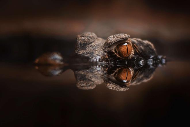 Ces crocodiles orange des cavernes cachent un secret évolutif fascinant