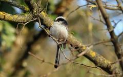 Les oiseaux communs « opportunistes » s’adaptent le mieux aux transformations environnementales