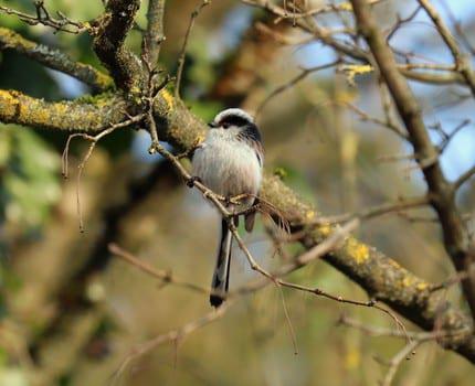 Les oiseaux communs « opportunistes » s’adaptent le mieux aux transformations environnementales