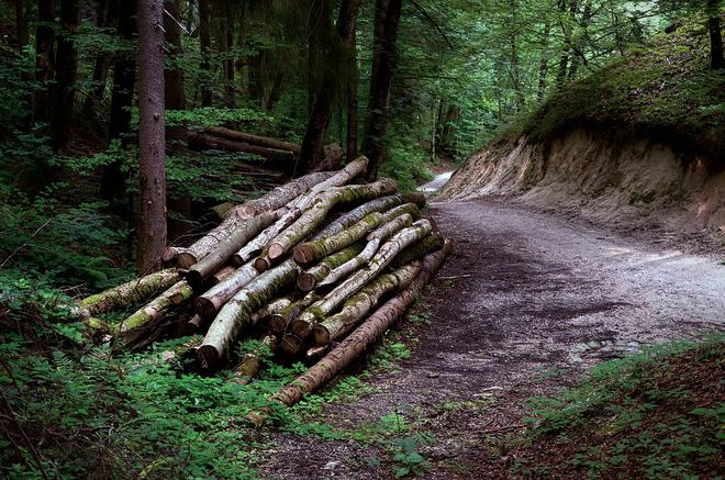 Les métiers de la filière forêt-bois en Bretagne : des opportunités d’avenir dans un secteur clé