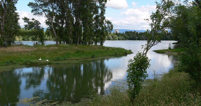 «La plus importante restauration écologique sur un fleuve» : un vaste chantier va rendre le Rhône plus naturel