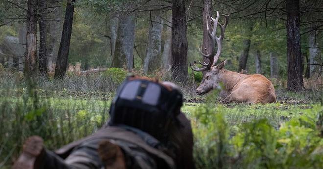 Dans le Haut-Rhin, les chasseurs refusent d’éradiquer les cerfs