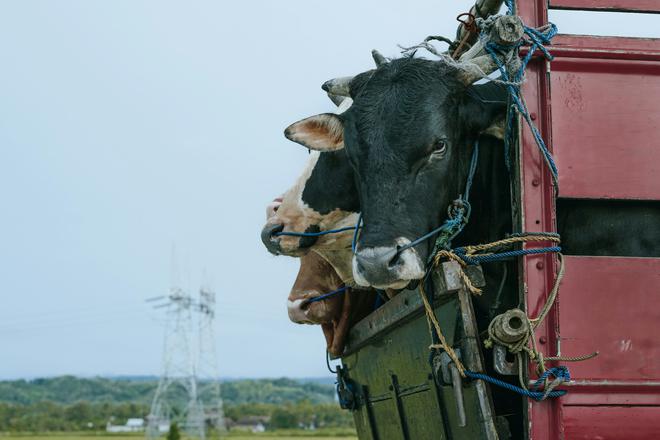 Les routes du sang : la face cachée du transport animalier