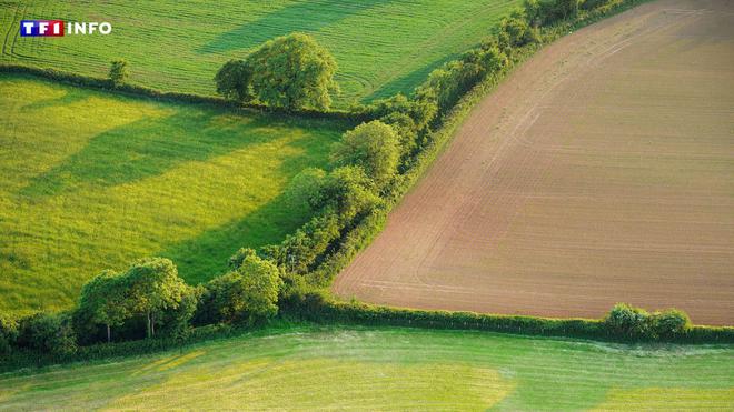 Loi agricole : une sanction réduite pour la destruction involontaire d'espèces protégées