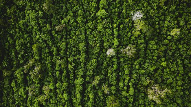 en 2025, plusieurs anniversaires à célébrer en lien avec l’écologie intégrale