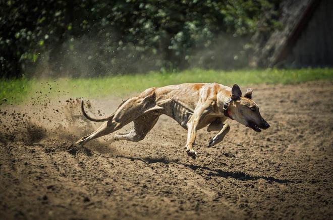 Galgos et podencos : la torture des lévriers espagnols continue