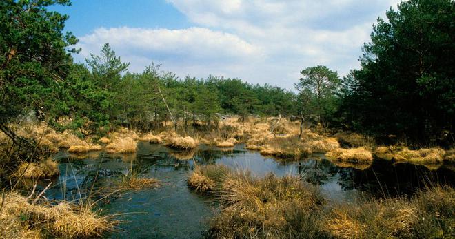 Les tourbières, ces zones essentielles pour le climat méconnues et mal protégées