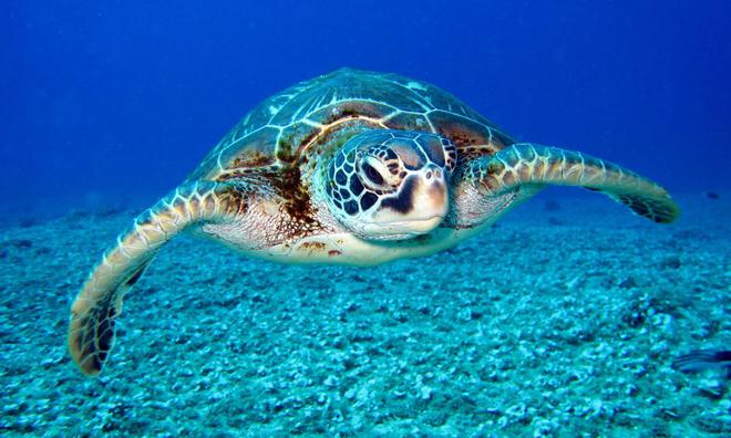 Écologie – Pour les protéger des pailles en plastique, Donald Trump va supprimer les tortues