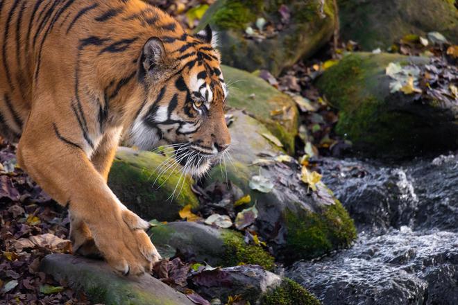 L’incroyable retour du tigre en Inde, sauvé de l’extinction