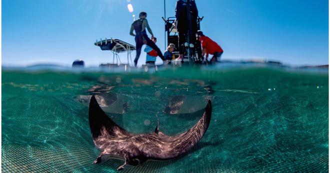 À Nausicaa, les raies du grand bassin aident à sauver leur espèce