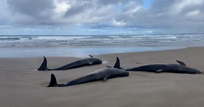 Australie : les images tragiques de plus de 150 gros dauphins échoués en Tasmanie, les cétacés euthanasiés