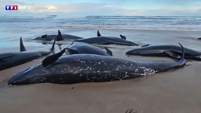 Australie : 157 dauphins échoués sur une plage de Tasmanie, une grande partie d'entre eux euthanasiés