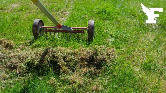 Quatre techniques pour éliminer la mousse de sa pelouse