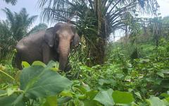 Le film De l’espoir pour les éléphants sur les pachydermes de Sumatra projeté à Grenoble