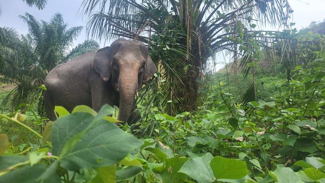 Le film De l’espoir pour les éléphants sur les pachydermes de Sumatra projeté à Grenoble