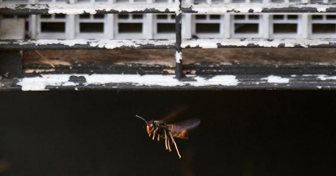 « Il chasse tout ce qu’il trouve, même des cadavres » : l’effrayant régime alimentaire du frelon asiatique