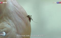 Moustique tigre : le fléau de l'été ?