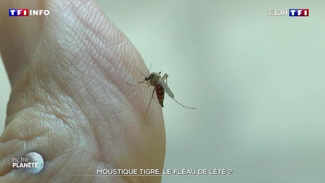 Moustique tigre : le fléau de l'été ?