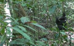 Des solos de batterie dans la jungle : comment les chimpanzés changent notre vision de la musique