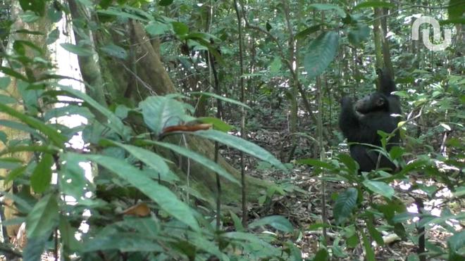 Des solos de batterie dans la jungle : comment les chimpanzés changent notre vision de la musique