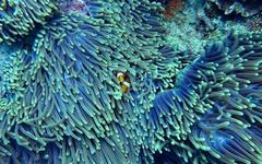 Axa se mobilise et renforce ses actions pour la protection des océans