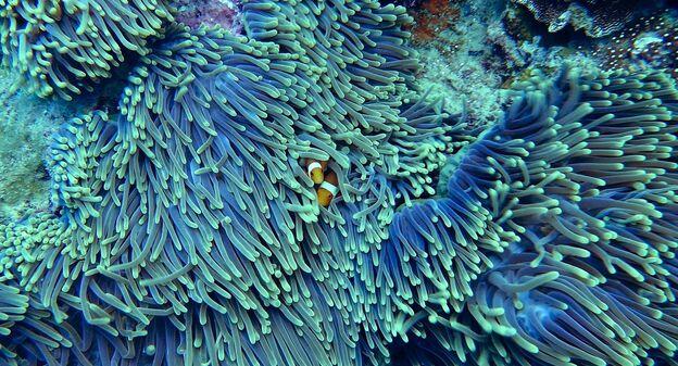 Axa se mobilise et renforce ses actions pour la protection des océans