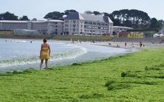 Microalgues en Bretagne : Marée invisible, effets bien réels