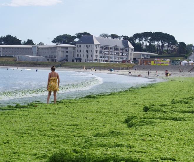 Microalgues en Bretagne : Marée invisible, effets bien réels