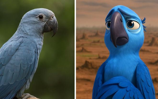 L’oiseau bleu de Rio, l’ararinha-azul est menacé d’extinction définitive