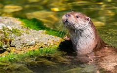 La loutre d’Europe recolonise les rivières françaises