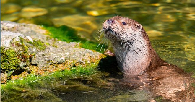 La loutre d’Europe recolonise les rivières françaises