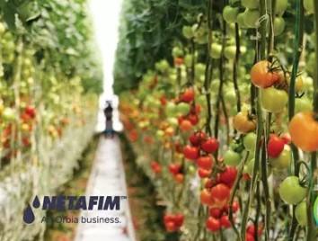 Made in kibboutz : Orbia Netafim célèbre 60 ans d’innovation dans l’irrigation de précision.