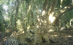 Au Brésil, ce sanctuaire de biodiversité est devenu un refuge pour les jaguars menacés par les feux