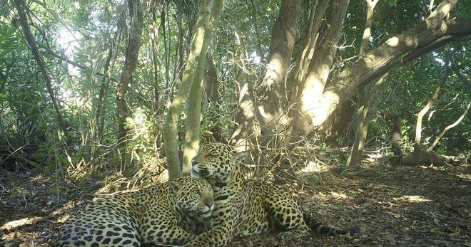 Au Brésil, ce sanctuaire de biodiversité est devenu un refuge pour les jaguars menacés par les feux