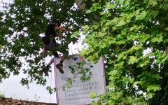 "On est sidérés" : contre l’avis des habitants, Thomas Brail empêche l’abattage d’un arbre à Lautrec