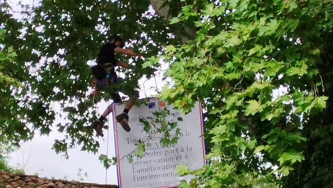 "On est sidérés" : contre l’avis des habitants, Thomas Brail empêche l’abattage d’un arbre à Lautrec