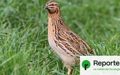 Oiseaux migrateurs : nouvelle victoire des chasseurs