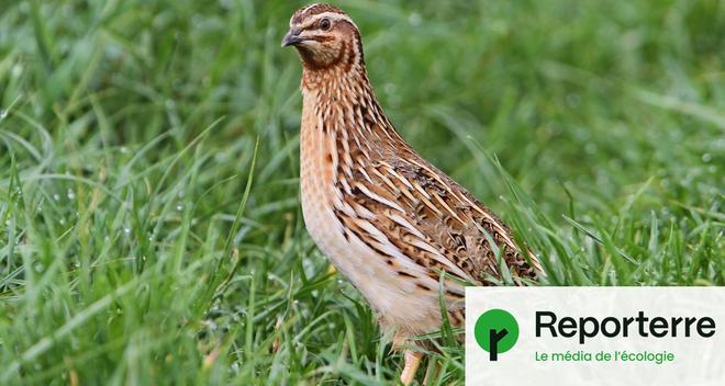 Oiseaux migrateurs : nouvelle victoire des chasseurs