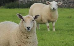 Des moutons pour tondre votre pelouse ? La proposition écolo de Leroy Merlin