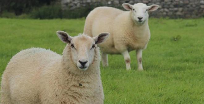 Des moutons pour tondre votre pelouse ? La proposition écolo de Leroy Merlin