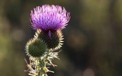 « Les plantes peuvent entendre, voir, toucher, goûter, sentir »