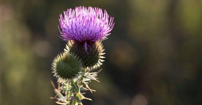« Les plantes peuvent entendre, voir, toucher, goûter, sentir »