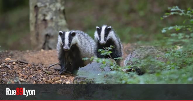 Les blaireaux protégés de la chasse pour l’été dans le Rhône