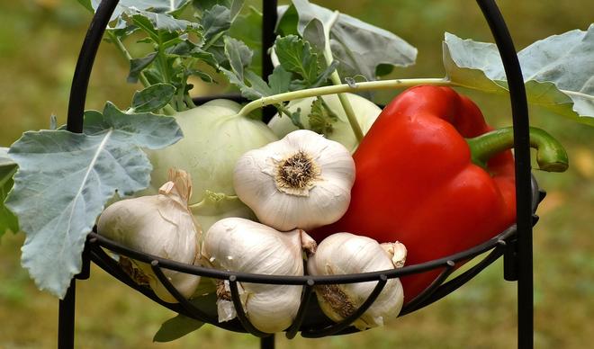 Quels légumes planter en juillet pour une récolte automnale réussie ?
