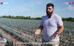 La Manche rattrapée par la sécheresse