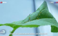 Quand les odeurs remplacent les pesticides