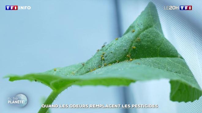 Quand les odeurs remplacent les pesticides