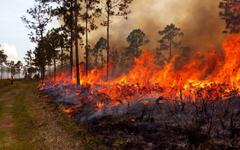 Feux incontrôlables, évacuations massives : l’Espagne face à son pire été