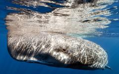 Baleine rorqual, cachalot, requin-pèlerin : ces géants des mers que vous pouvez voir en Méditerranée